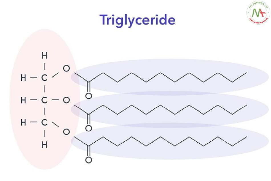 Triglycerid
