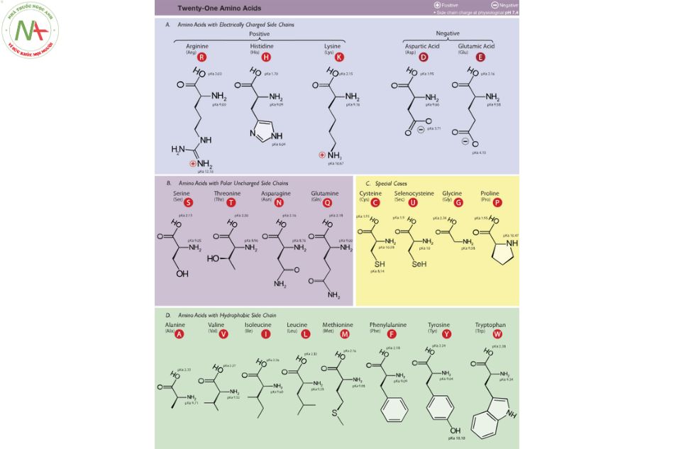 Cấu trúc phân tử Amino acid