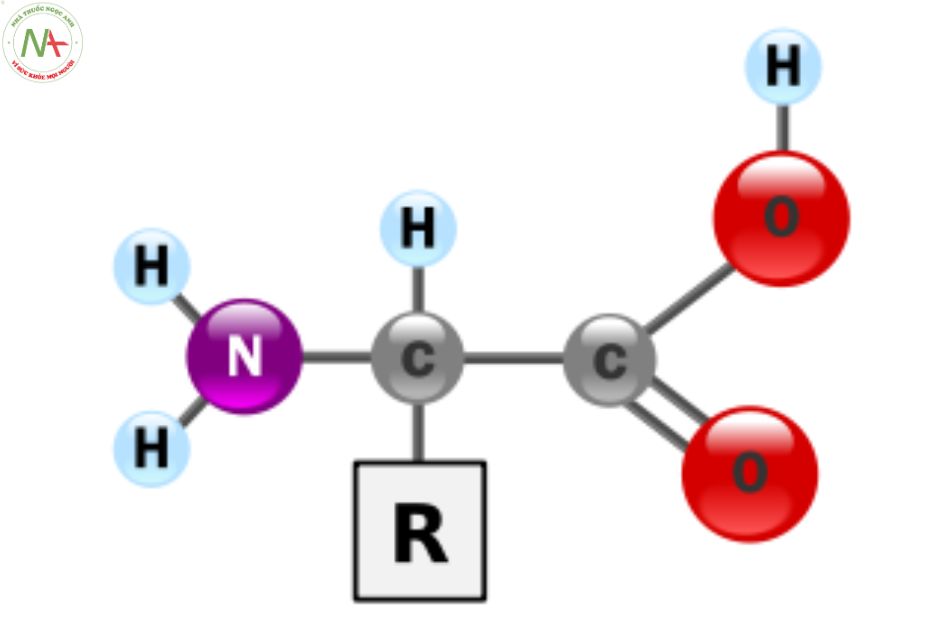 Công thức phân tử Amino acid 