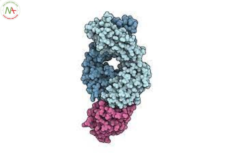 Cấu trúc phân tử Atezolizumab 
