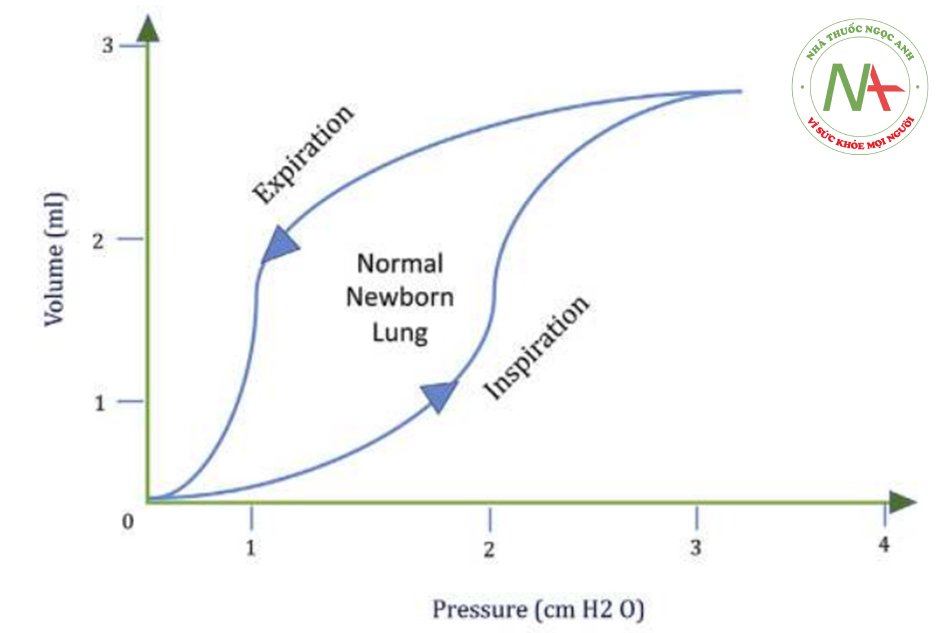 Hình 2. Đường cong áp lực-thể tích động (Được áp dụng từ Goldsmith và cộng sự).