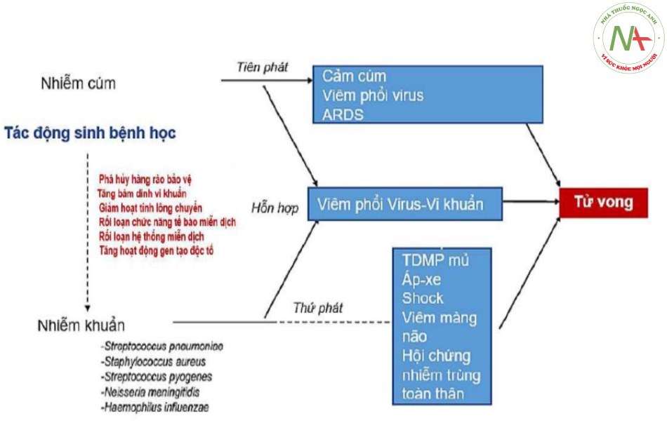 Hình 1. Sơ đồ tương tác bệnh học virus-vi khuẩn trong VPCĐ