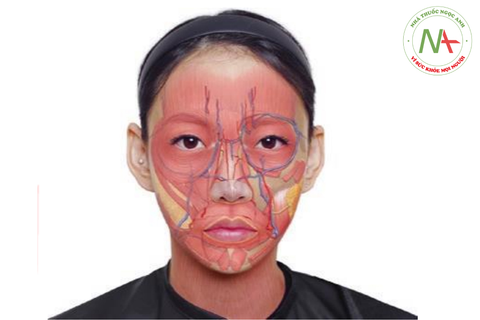 Hình. 1.2 Các động mạch quan trọng vùng mặt
