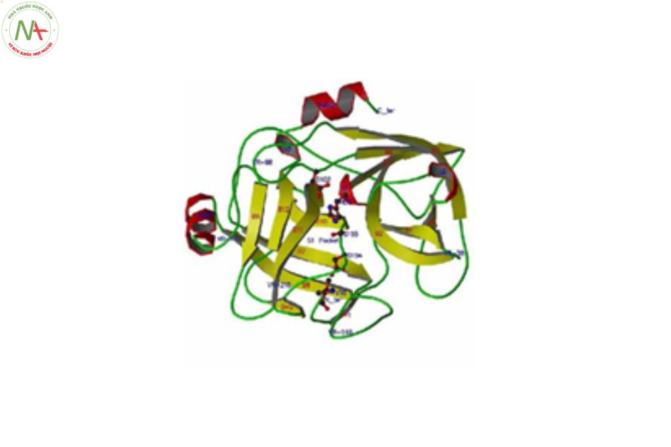 Cấu trúc phân tử Lumbrokinase 