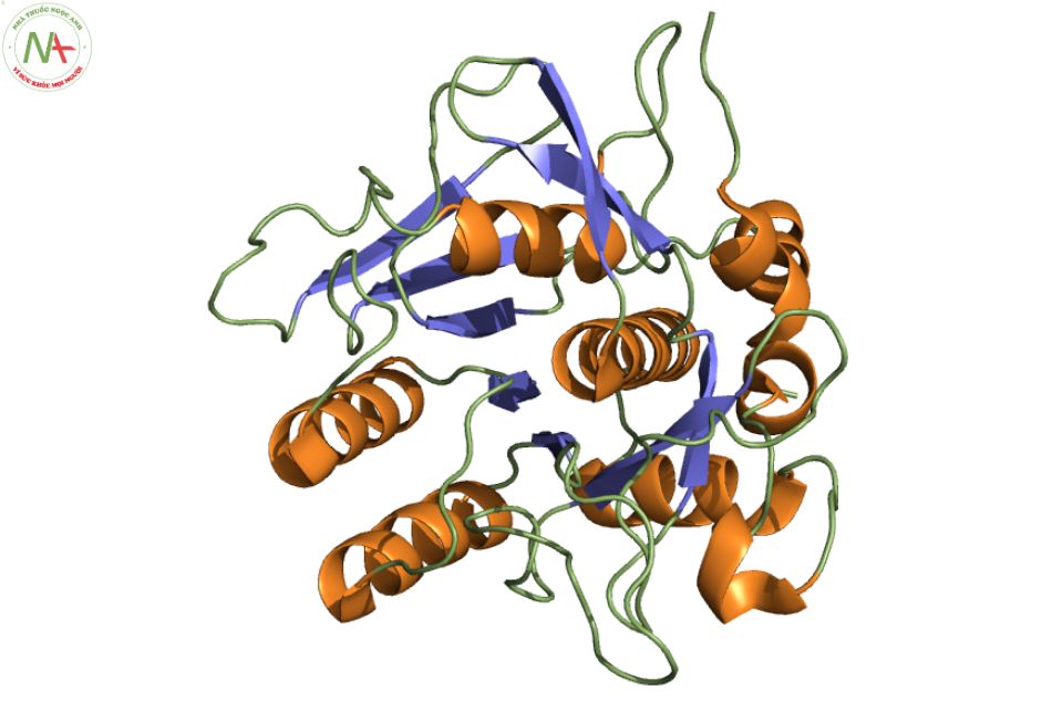 Cấu trúc phân tử Nattokinase 