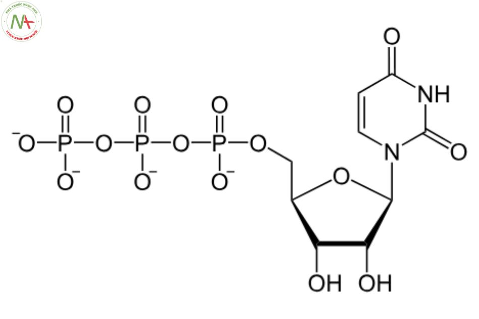 Cấu trúc phân tử Uridine 5'-triphosphate