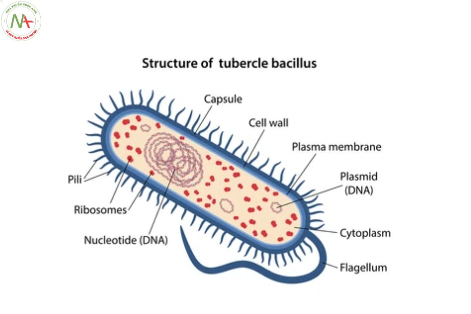 Bacillus là gì?