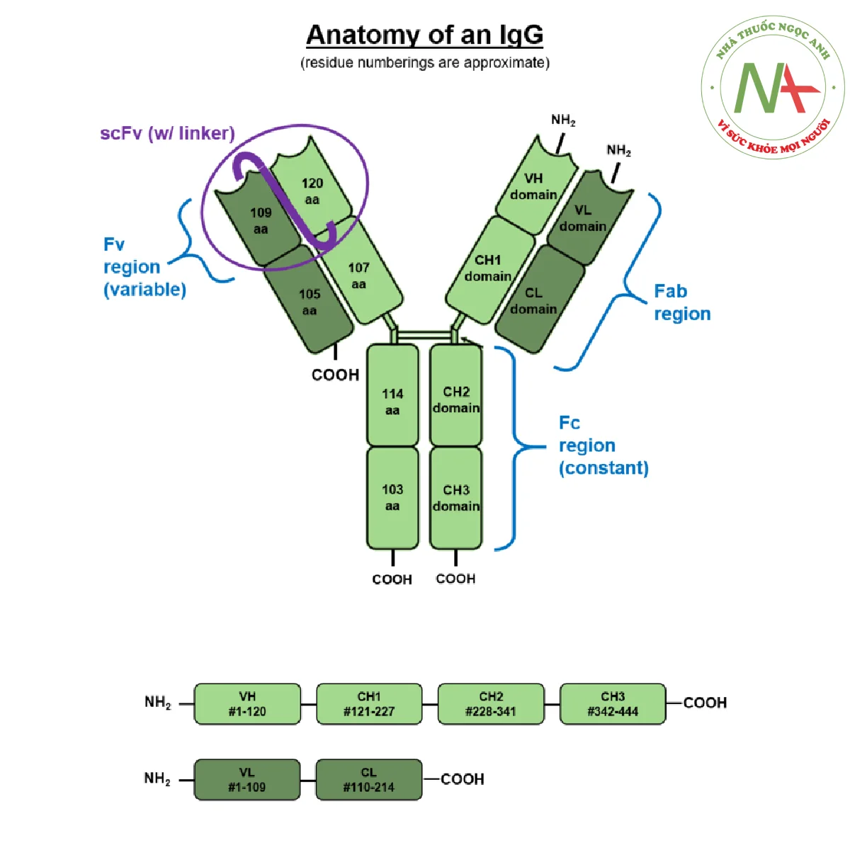 Cấu trúc chung của IgG
