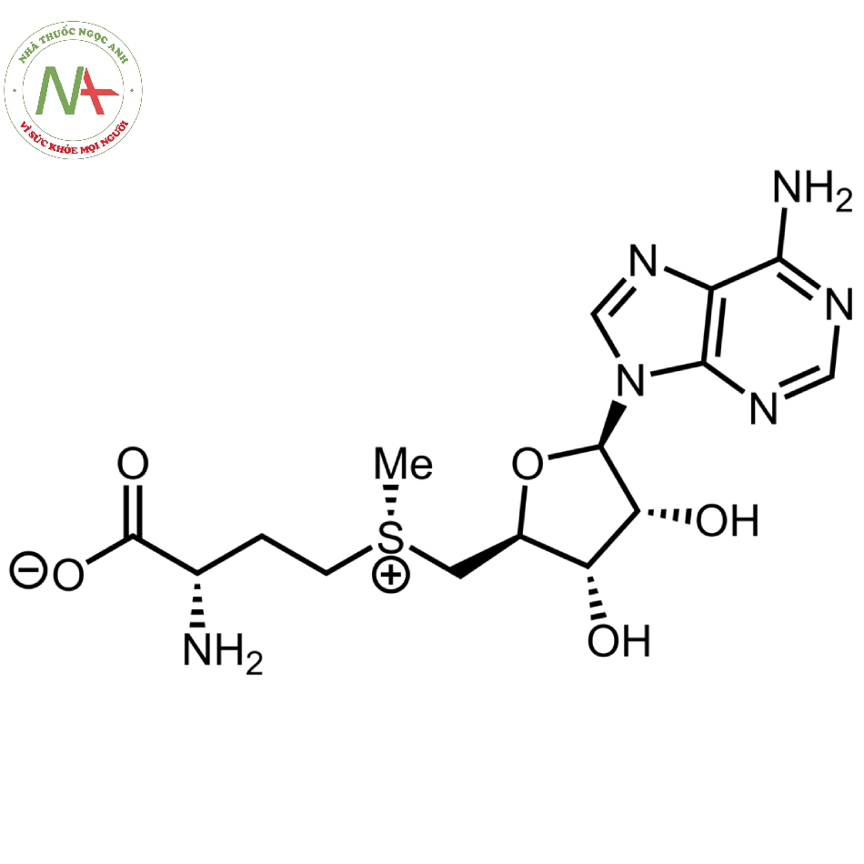 Cấu trúc phân tử S-adenosyl-L-methionine