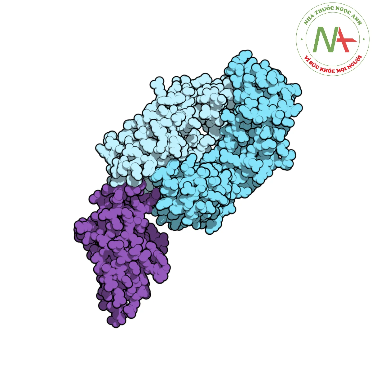 Đoạn Fab của nivolumab (màu xanh) liên kết với miền ngoại bào của PD-1 (màu tím). 