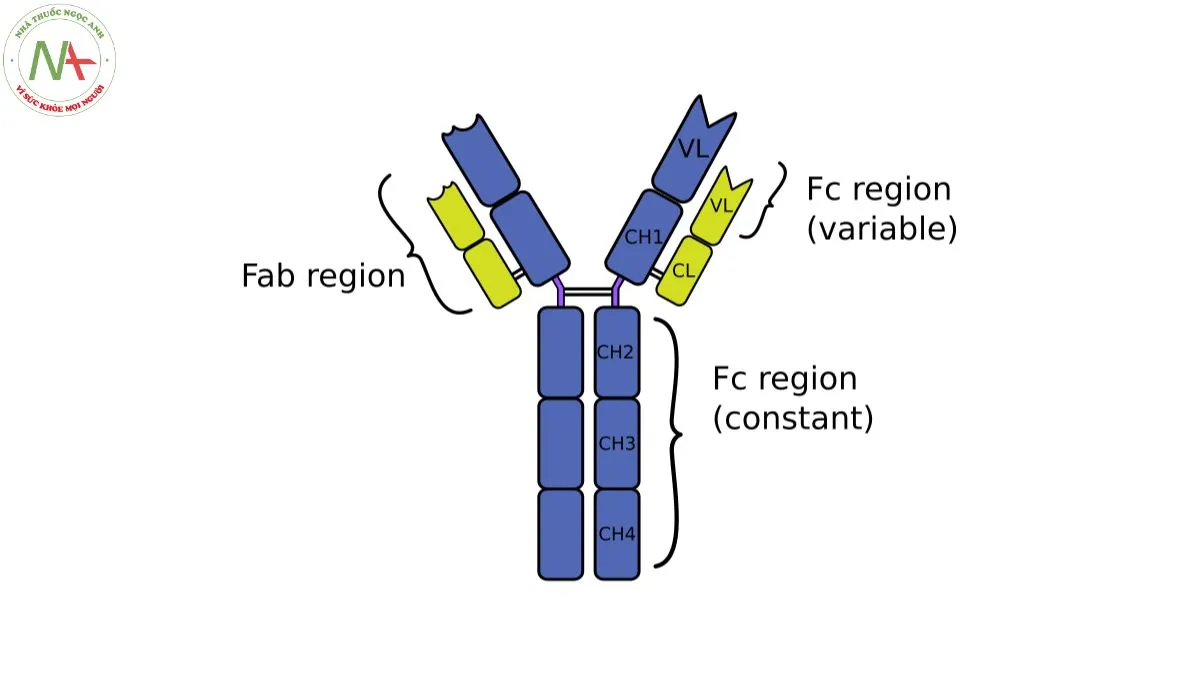 Cấu trúc phân tử IgY 