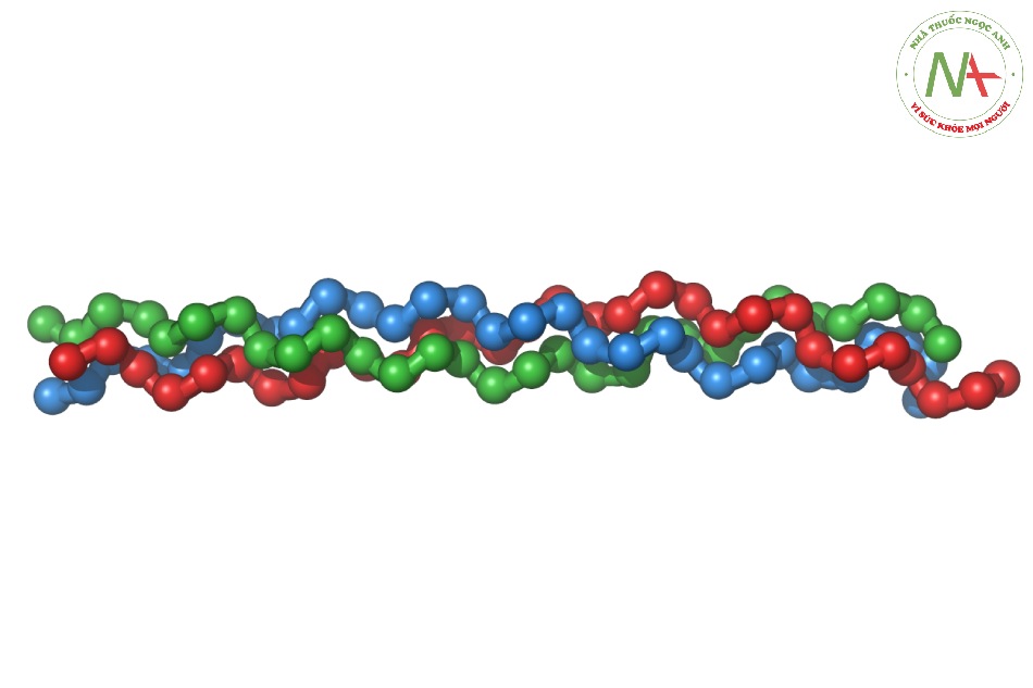 Phân tử Tropocollagen tham gia để tạo thành một xoắn ốc Tropocollagen
