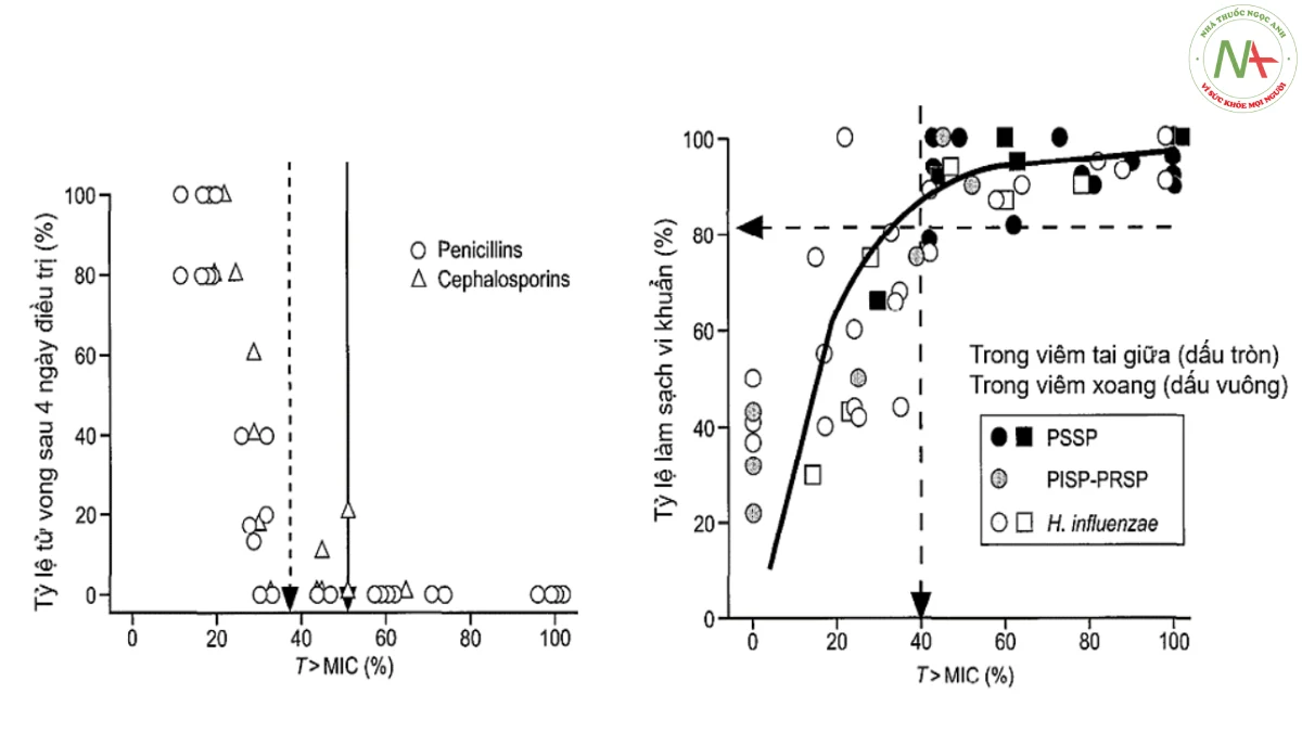 Hình 5.11. Tương quan giữa khoảng thời gian mà nồng độ beta-lactam trong huyết thanh vượt quá MIC (T>MIC) và tỷ lệ sống sót trên mô hình động vật bị nhiễm S. pneumoniae (hình trái). Tương quan giữa T >MIC90 và vi khuẩn học S. pneumoniae và H. influenzae trong điều trị bệnh viêm tai giữa và viêm xoang cấp tính. (PSSP, S. pneumoniae nhạy cảm với penicillin; PISP, S. pneumoniae trung gian với penicillin; PRSP, S. pneumoniae kháng với penicillin) (Nguồn trích dẫn: Michael R. Jacobs. How can we predict bacterial eradication?. Int J Infect Dis 2003; 7: S13-S).