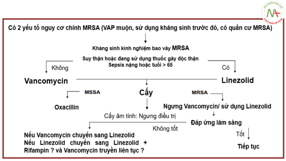 Hình 5.5. Lưu đồ xử trí kháng sinh cho VAP có nguy cơ MRSA