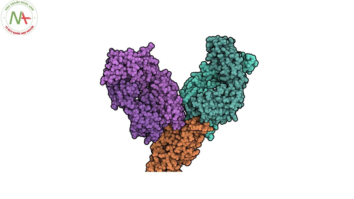 Cấu trúc phân tử Tixagevimab 