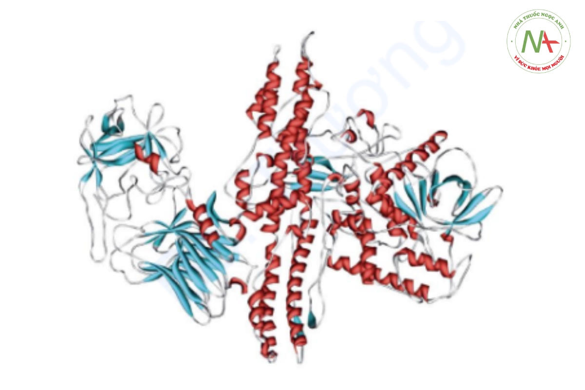 Hình 1-2 Protein gây độc thần kinh BTX