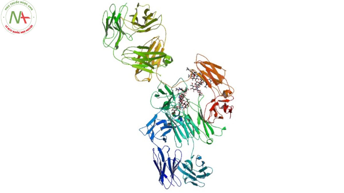 Cấu trúc phân tử Denosumab 