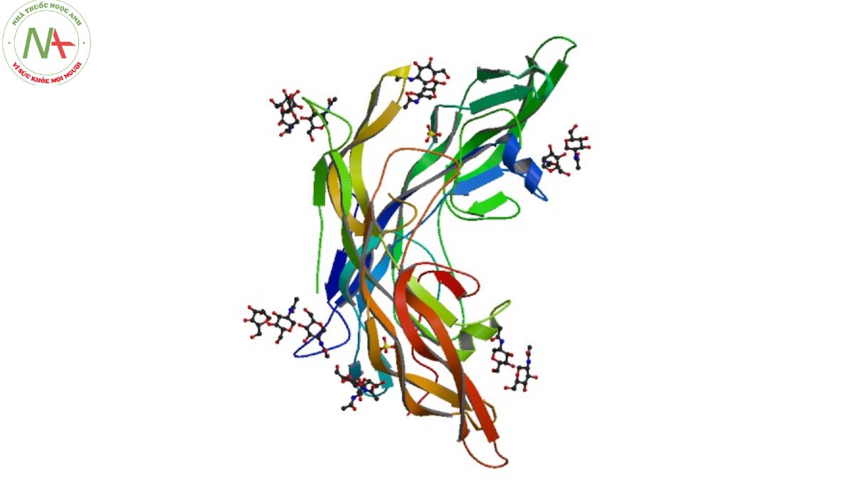 Cấu trúc phân tử Thyrotropin alfa