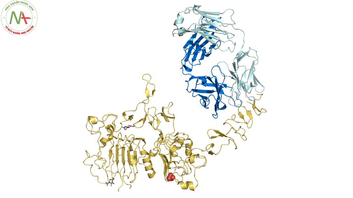 Cấu trúc phân tử Trastuzumab 