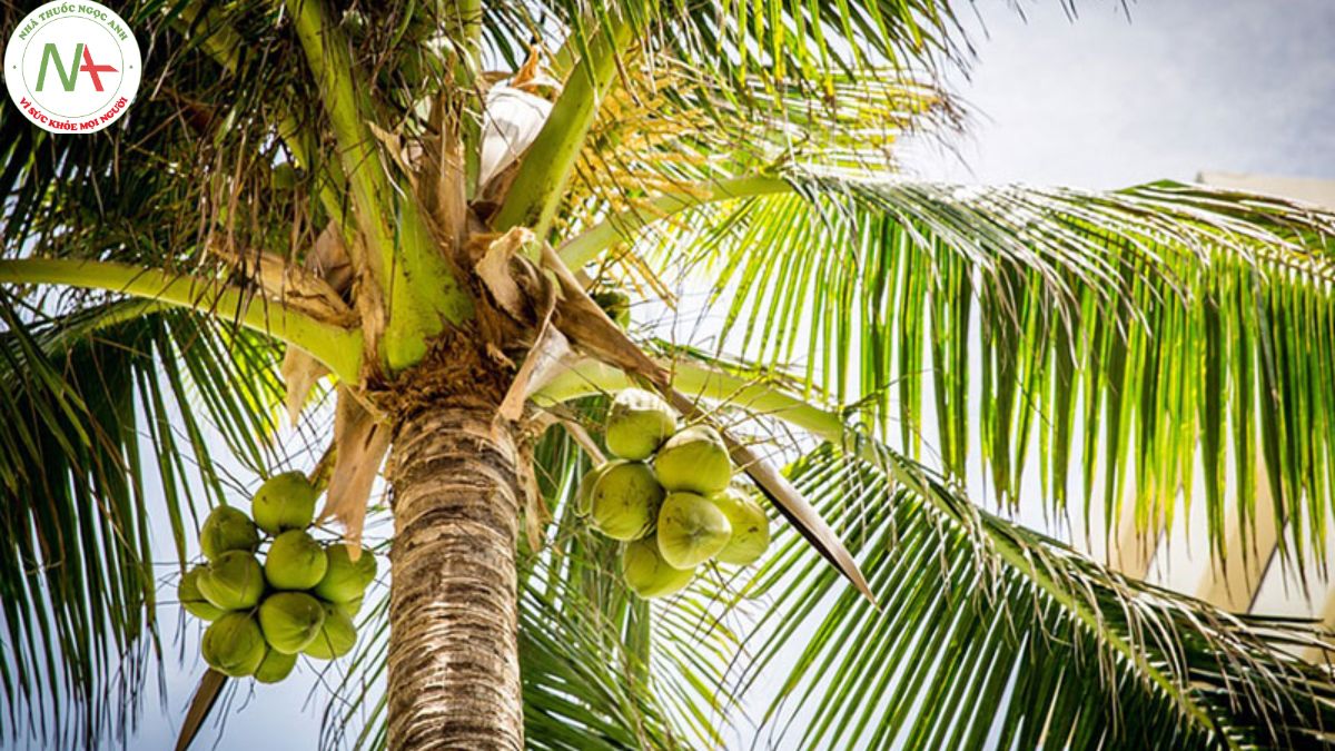 Hình ảnh của cây Dừa