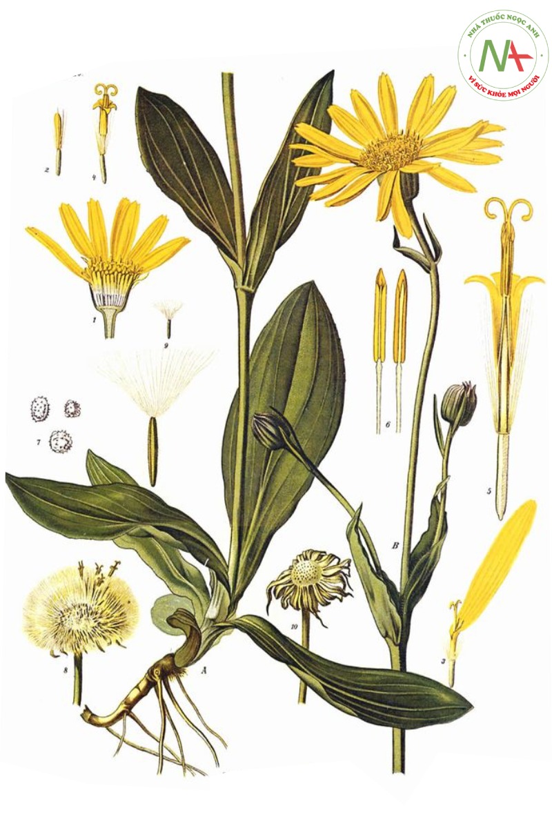 Hoa Grindelia 