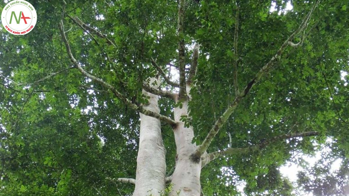 Hình ảnh cây sui