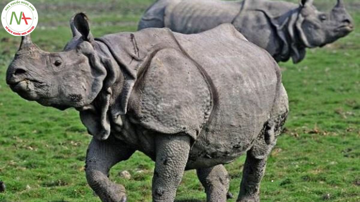 Rhinoceros sondaicus