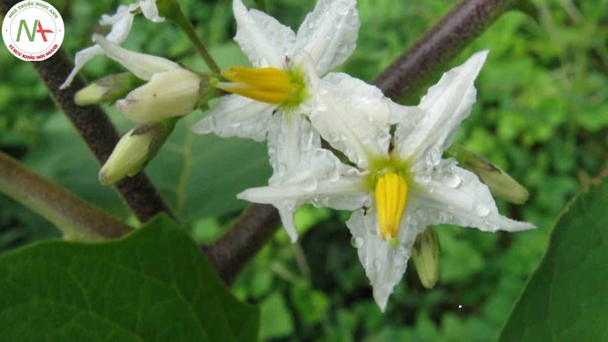 Hình ảnh cây cà dại hoa trắng