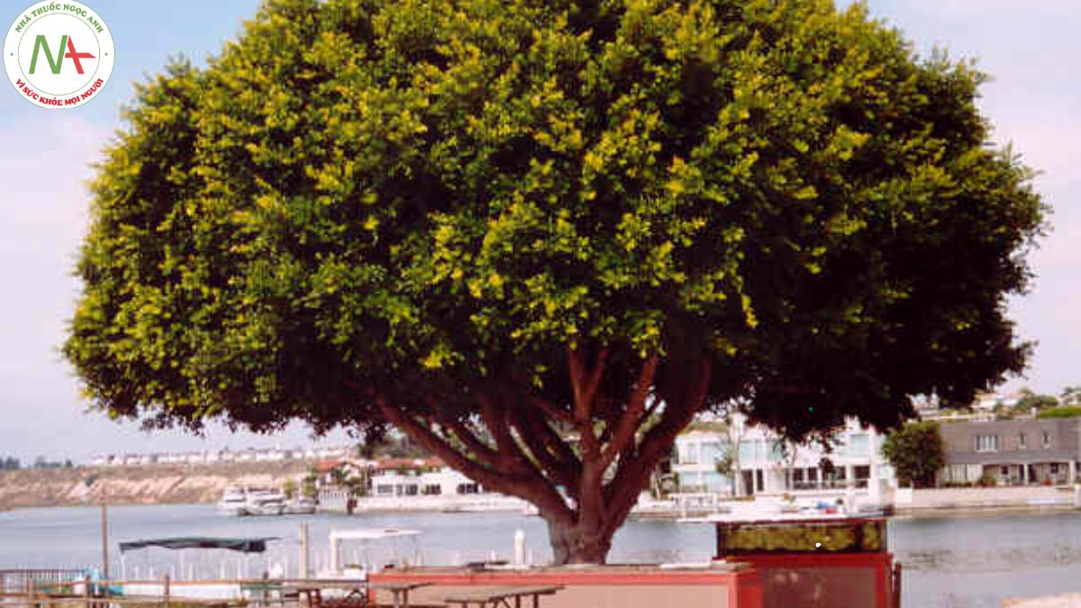 Hình ảnh cây si