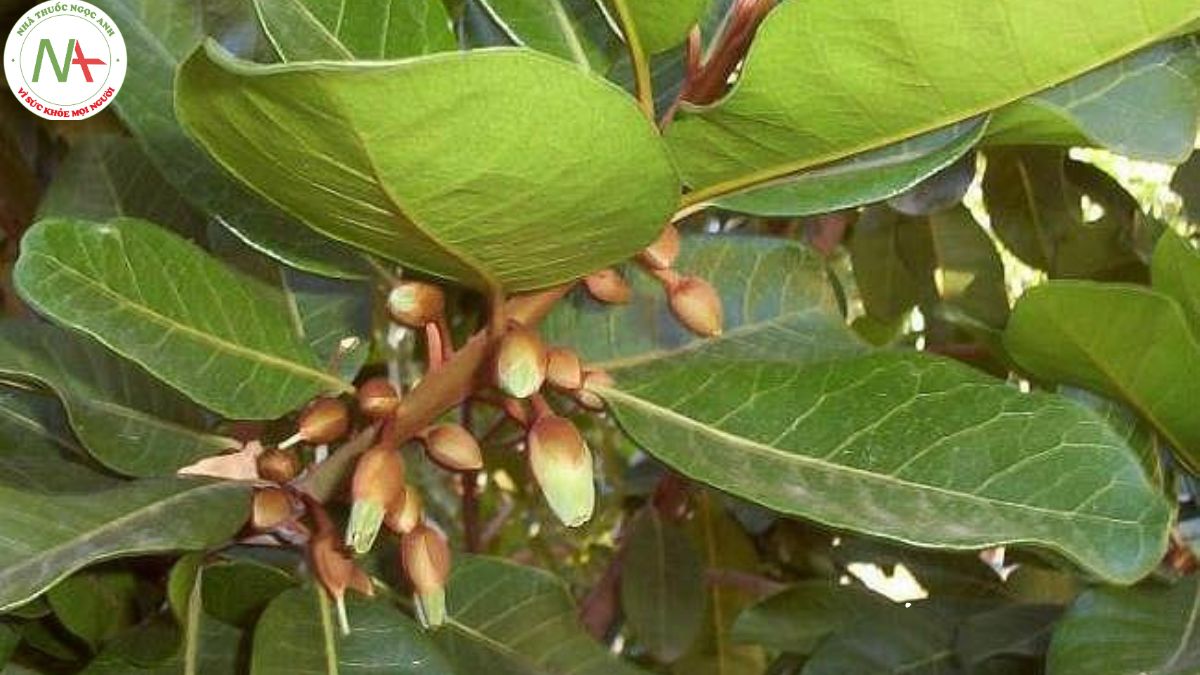 Hình ảnh cây Lêkima