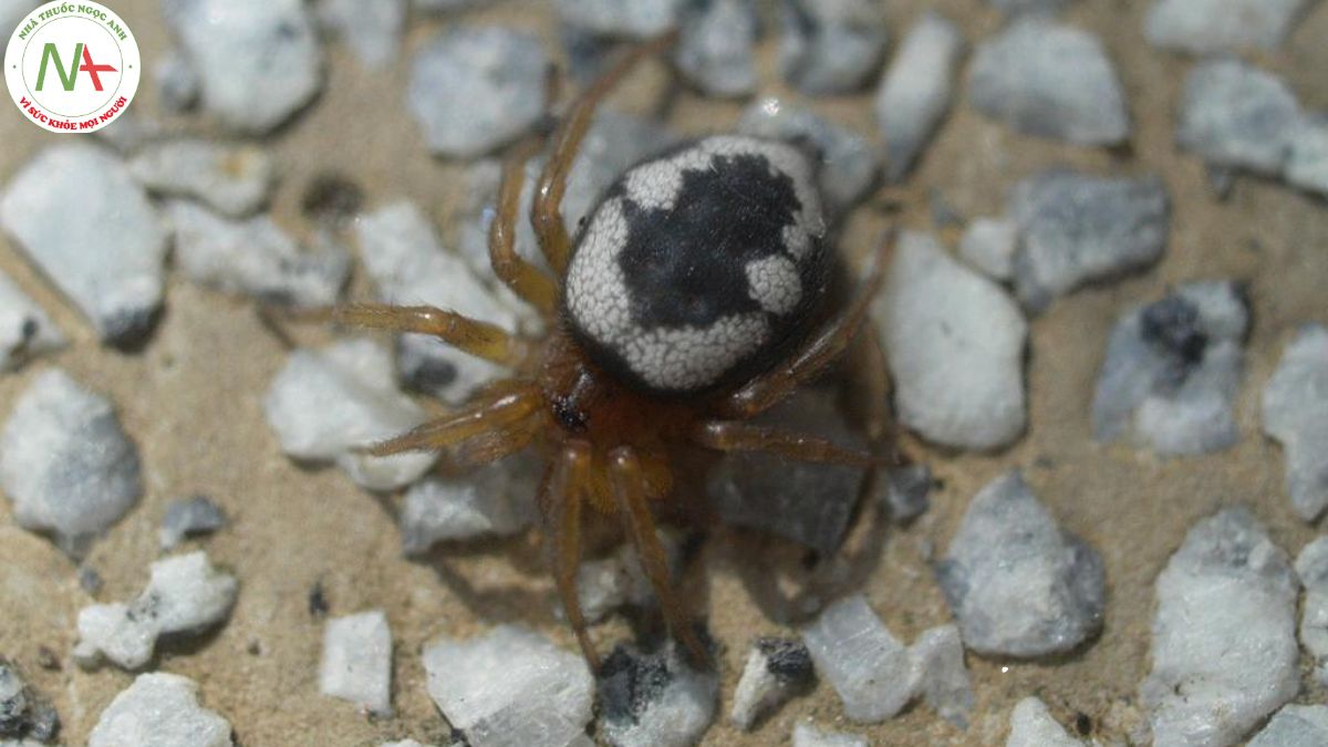 Đặc điểm nhện Uroctea compactilis