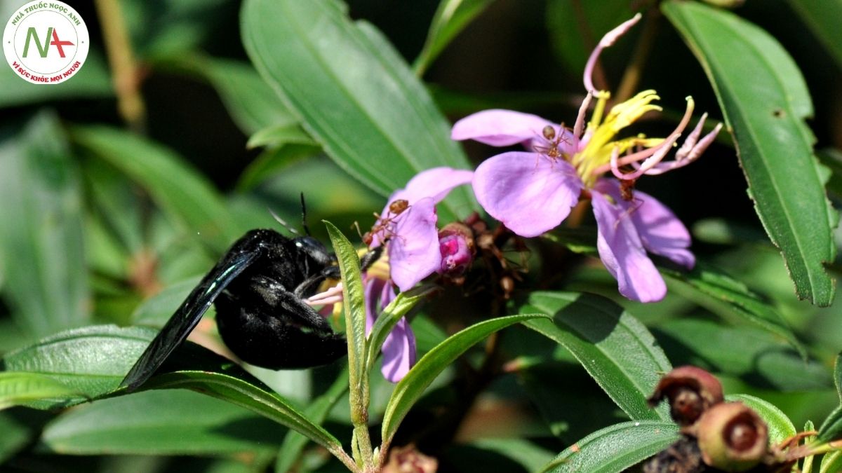 Hình ảnh con ong đen