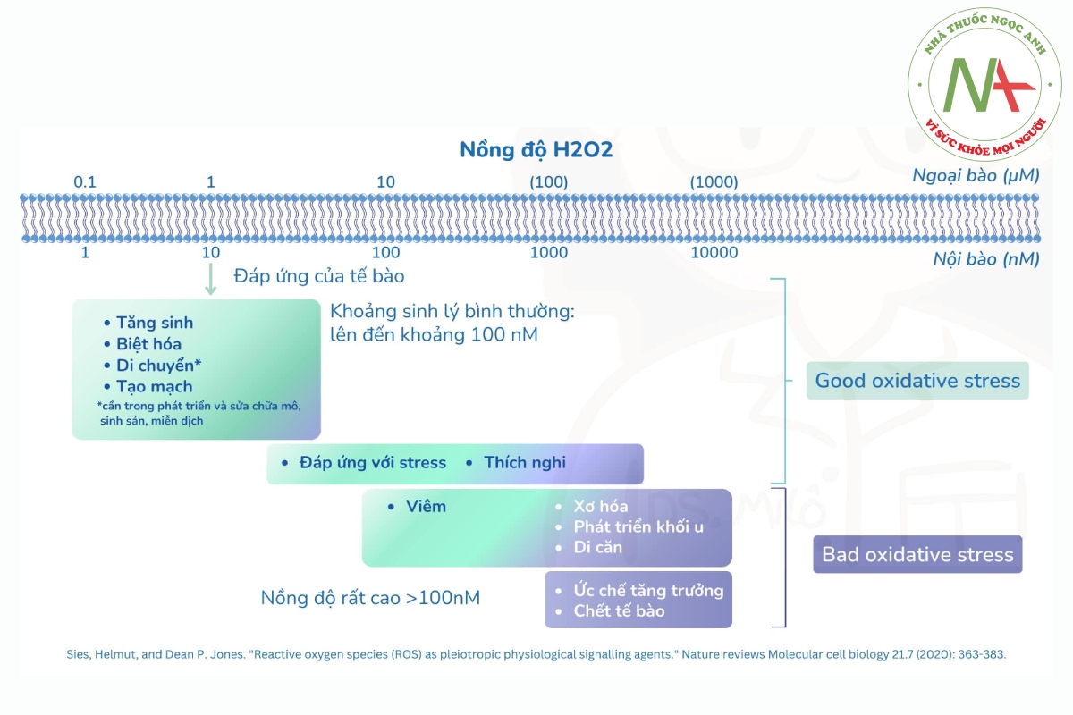 Nồng độ H2O2 ảnh hưởng đến cơ thể