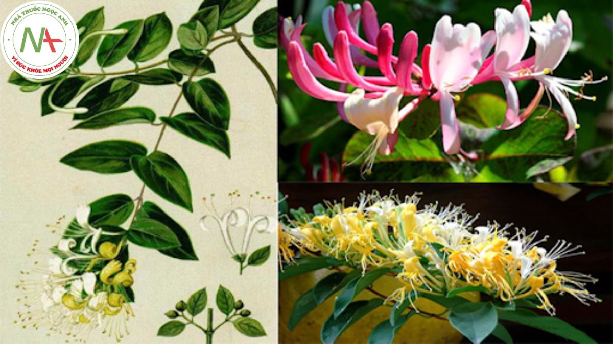 Đặc điểm thực vật Kim ngân hoa