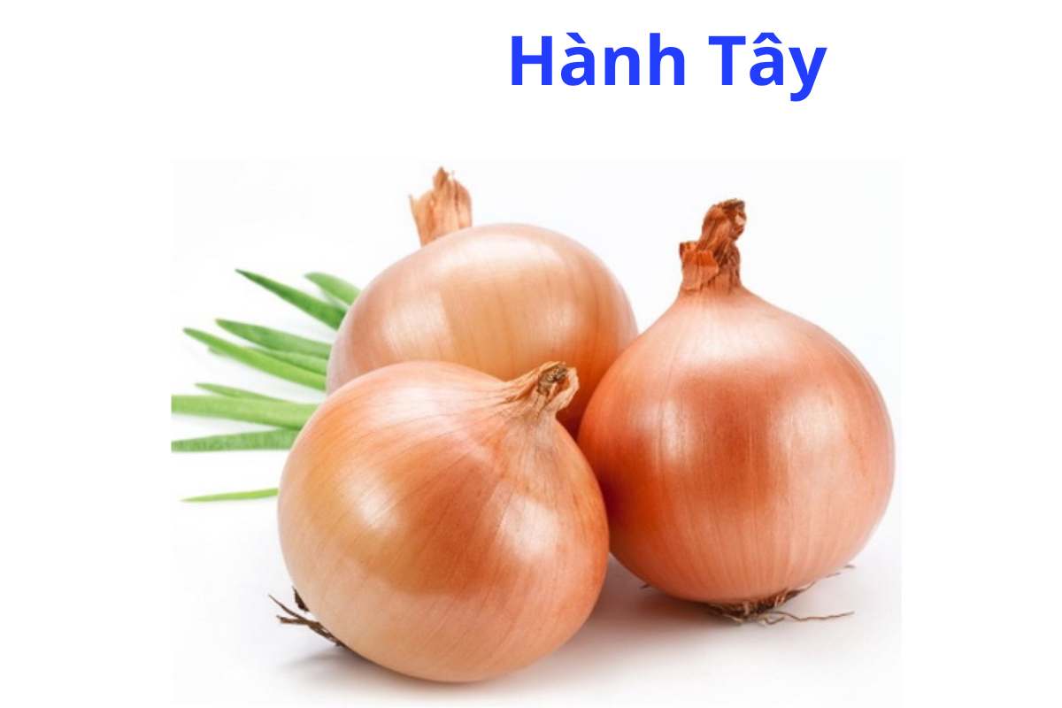 Hành Tây (Allium cepa) có công dụng gì, cách sử dụng, bộ phận dùng?