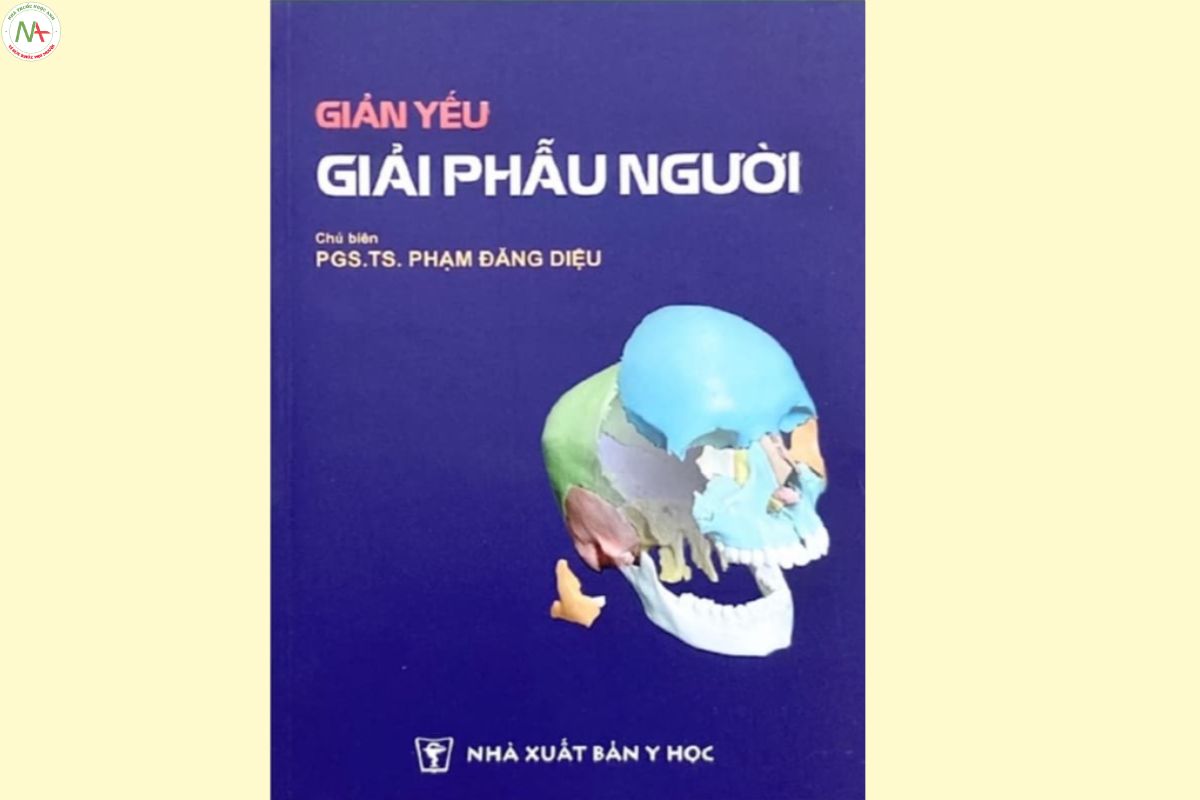 Giản yếu Giải phẫu người