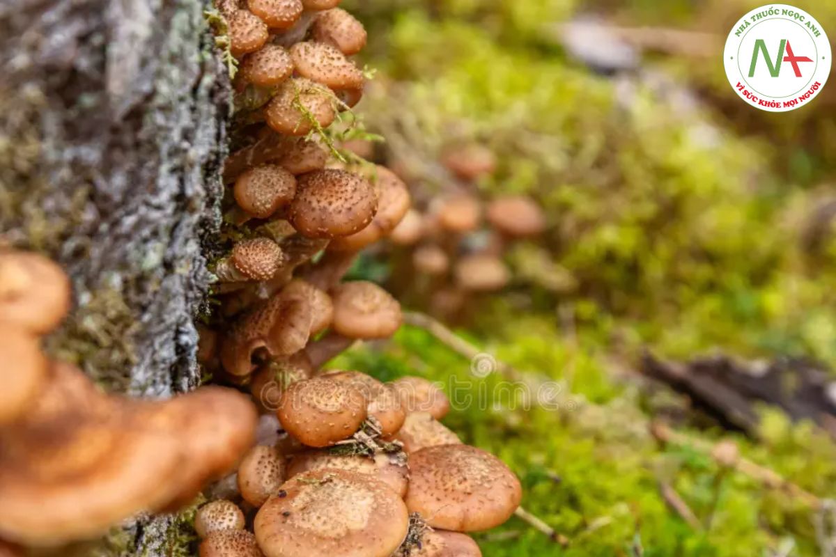 Basidiomycete