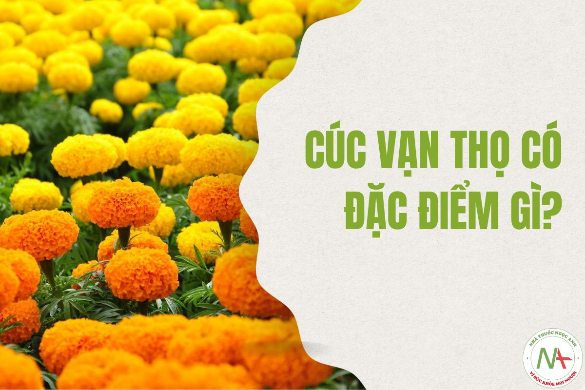 Đặc điểm thực vật Cúc Vạn Thọ