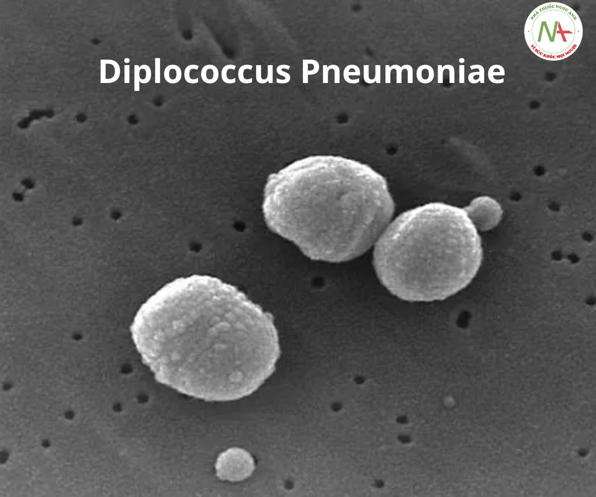 Diplococcus Pneumoniae