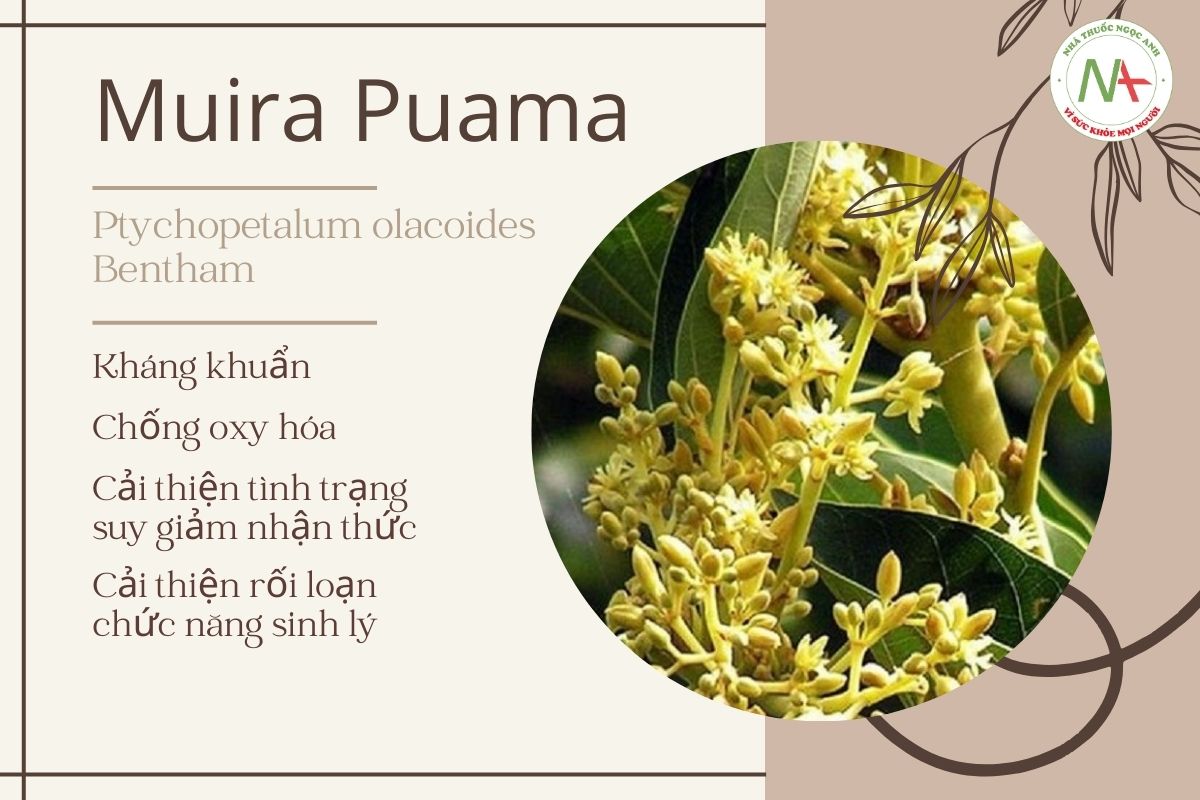 Tác dụng Muira Puama