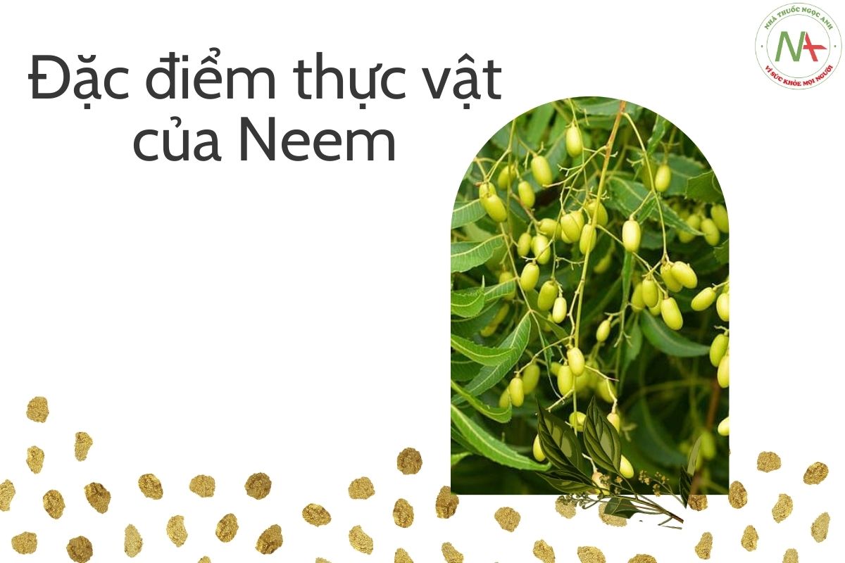 Đặc điểm thực vật của Neem 