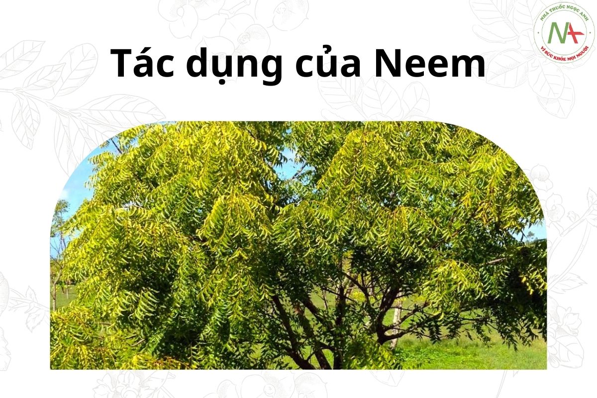 Tác dụng của Neem 