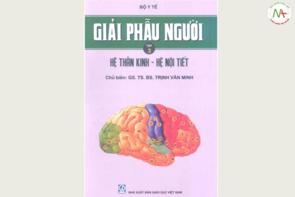 PDF sách Giải Phẫu Người Hệ Thần Kinh - Hệ Nội Tiết