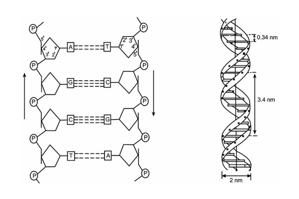 Polydeoxyribonucleotide