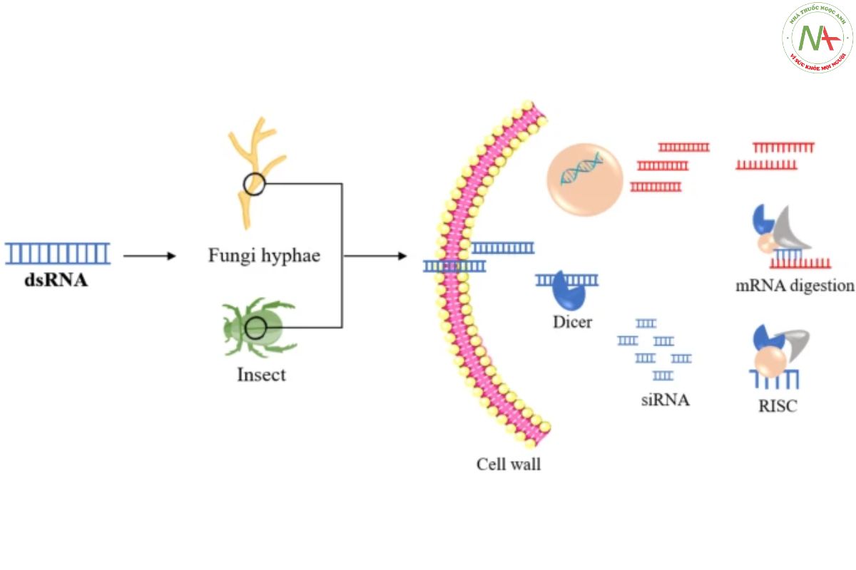 Tổng quan về cơ chế RNAi chung ở côn trùng gây hại và nấm gây bệnh