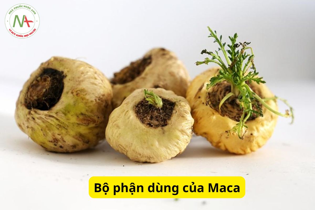 Bộ phận dùng của Maca