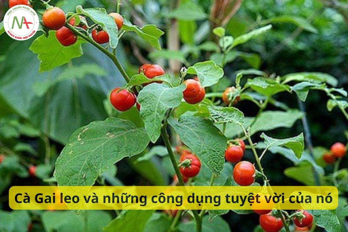 Uống Cà Gai Leo có tác dụng gì?