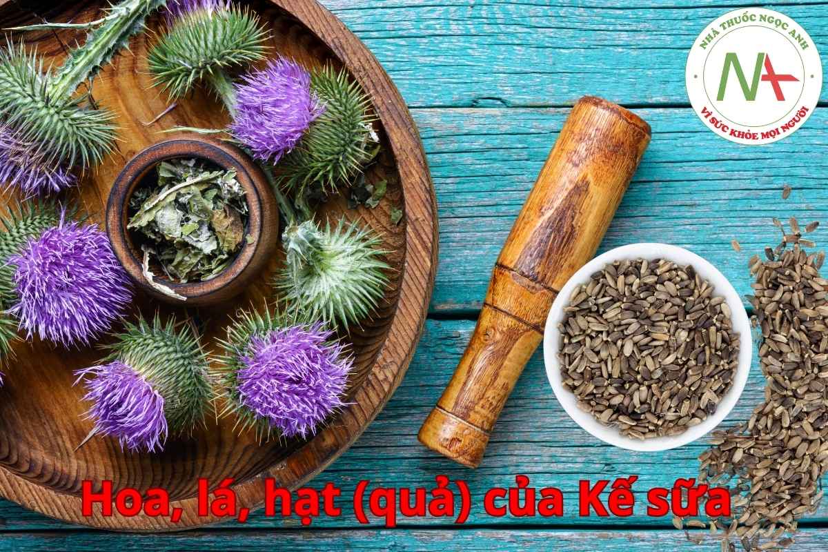 Các bộ phận của cây Kế sữa