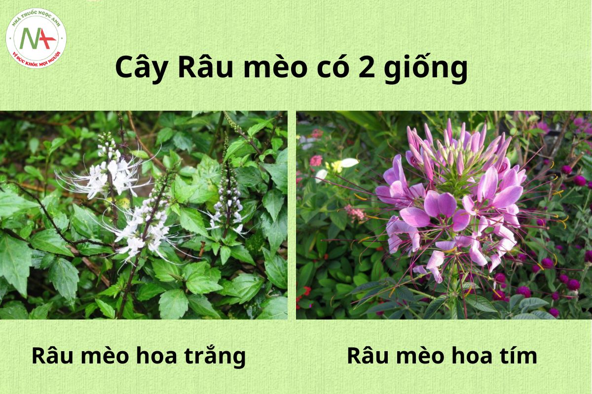 Hình ảnh Cây Râu mèo