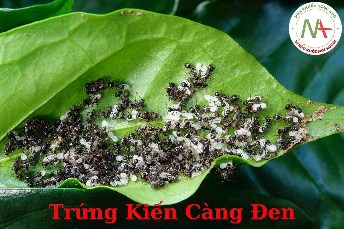 Trứng của Kiến Càng Đen